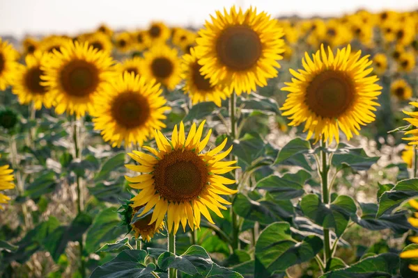 Champ de tournesols en fleurs sur un fond — Photo