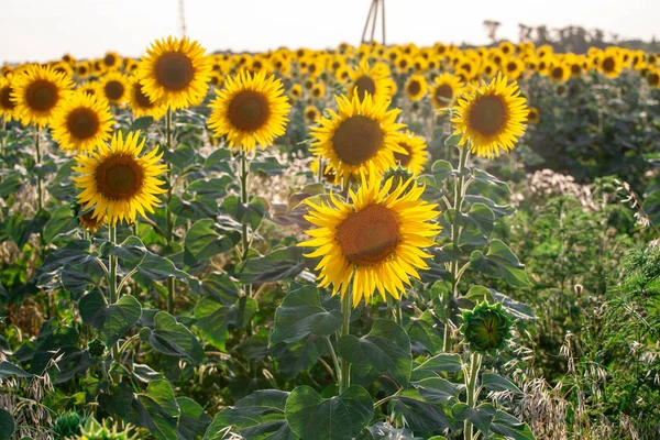 Champ de tournesols en fleurs sur un fond — Photo