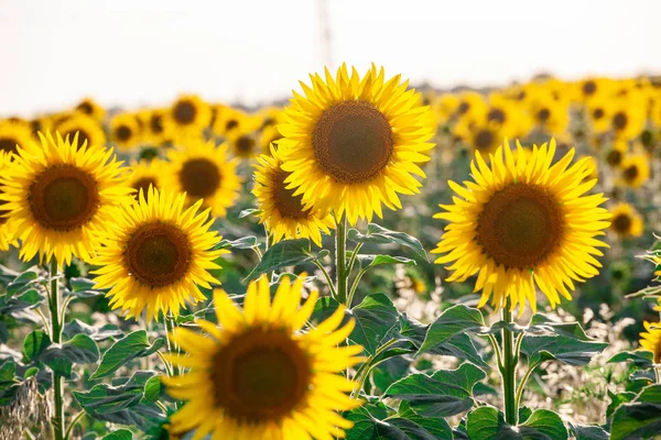 Champ de tournesols en fleurs sur un fond — Photo