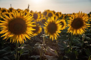 Bir arka plan üzerinde çiçek açan ayçiçeği tarlası