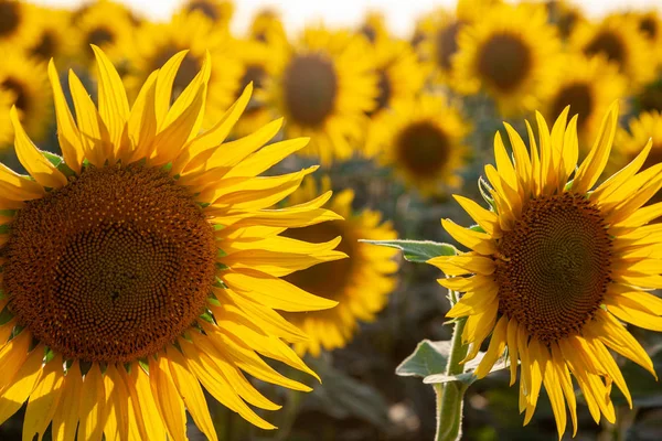 Champ de tournesols en fleurs sur un fond — Photo