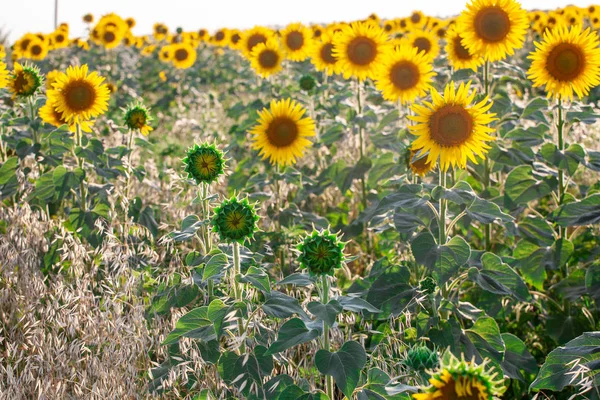 Champ de tournesols en fleurs sur un fond — Photo