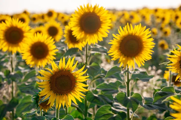 Champ de tournesols en fleurs sur un fond — Photo