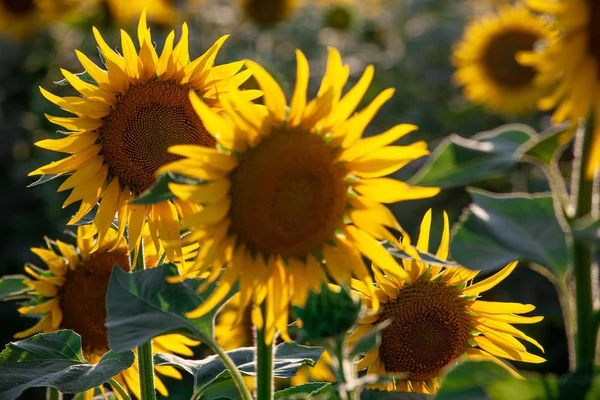 Champ de tournesols en fleurs sur un fond — Photo