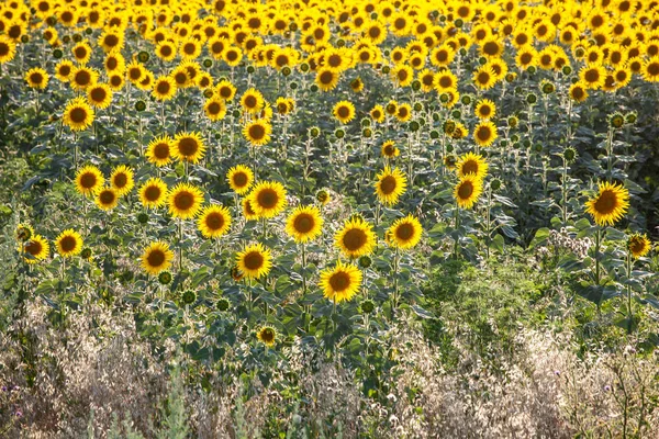 Champ de tournesols en fleurs sur un fond — Photo