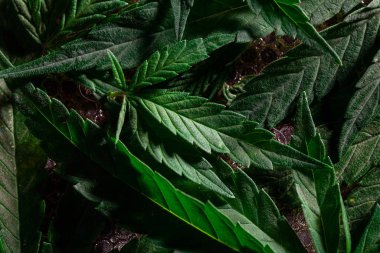 Esrar Doku Marijuana Yaprak Arka Plan