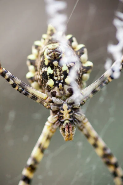 Lobata Argiope Araneidae — Fotografia de Stock