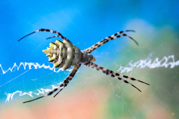 Argiope lobata Araneidae — стокове фото