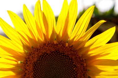 Bir tarlada güzel bir ayçiçeğinin yakın çekimi