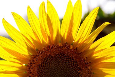 Bir tarlada güzel bir ayçiçeğinin yakın çekimi