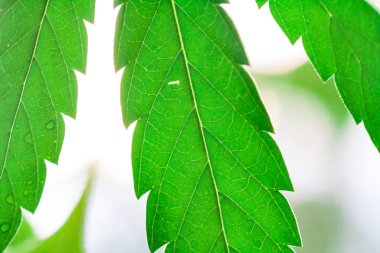 Dokulu marihuana Arka plan esrar uyuşturucu yapraklarından.