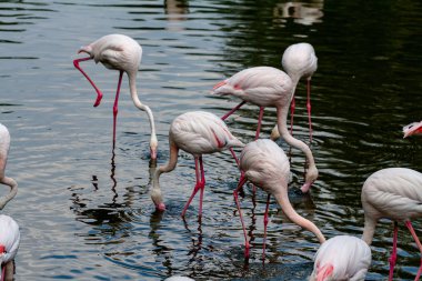 flamingo ailesinin pembe flamingo roseus