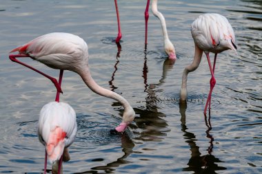 flamingo ailesinin pembe flamingo roseus