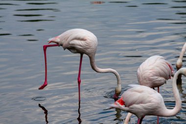 flamingo ailesinin pembe flamingo roseus