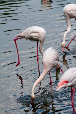 flamingo ailesinin pembe flamingo roseus