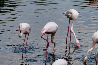 flamingo ailesinin pembe flamingo roseus