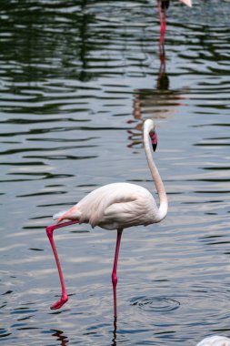 flamingo ailesinin pembe flamingo roseus