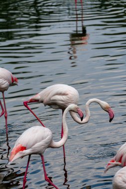 flamingo ailesinin pembe flamingo roseus