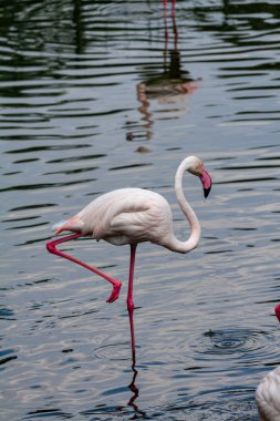 flamingo ailesinin pembe flamingo roseus