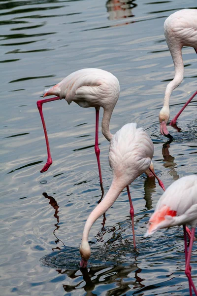 flamingo ailesinin pembe flamingo roseus