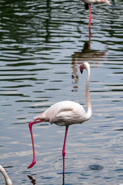 flamingo ailesinin pembe flamingo roseus