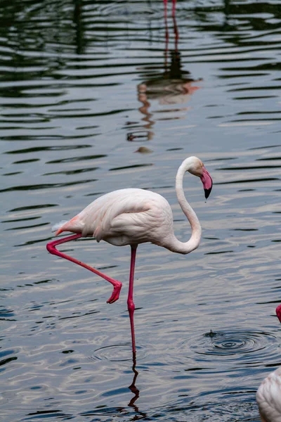 the pink flamingo roseus of the flamingo family