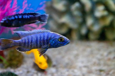 Egzotik tropikal balık mor Yellowfin cerrahbalığı