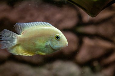 Egzotik tropikal balık mor Yellowfin cerrahbalığı