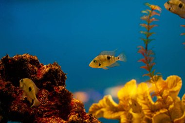 Egzotik tropikal balık mor Yellowfin cerrahbalığı