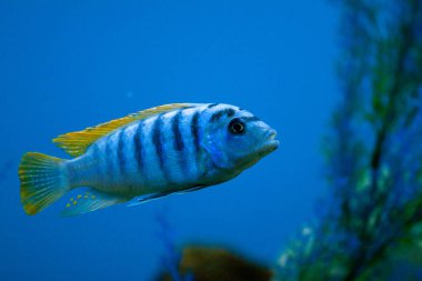 Egzotik tropikal balık mor Yellowfin cerrahbalığı