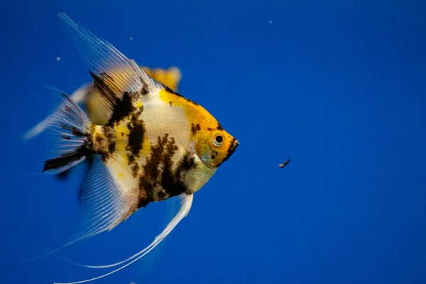 ปลาเขตร้อนที่แปลกใหม่ สีม่วง ปลาศัลยแพทย์ Yellowfin — ภาพถ่ายสต็อก