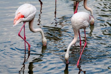 flamingo ailesinin pembe flamingo roseus