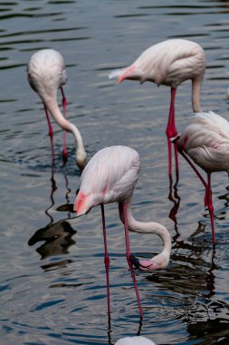flamingo ailesinin pembe flamingo roseus