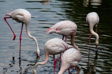 flamingo ailesinin pembe flamingo roseus