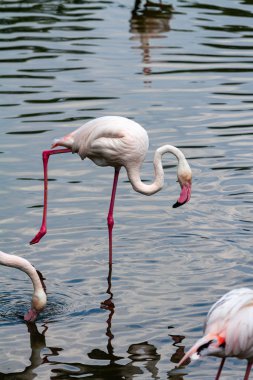 flamingo ailesinin pembe flamingo roseus