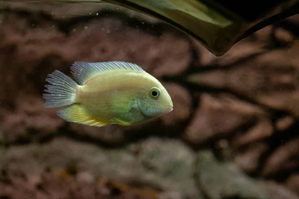 Екзотичні тропічні риби фіолетовий Жовтий фініш хірург — стокове фото