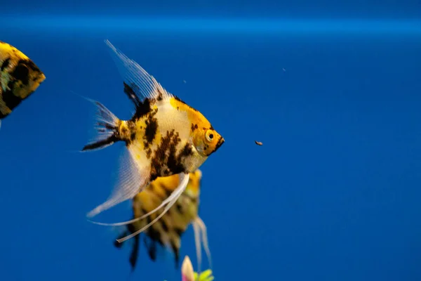 Peces tropicales exóticos púrpura Cirujano aleta amarilla —  Fotos de Stock