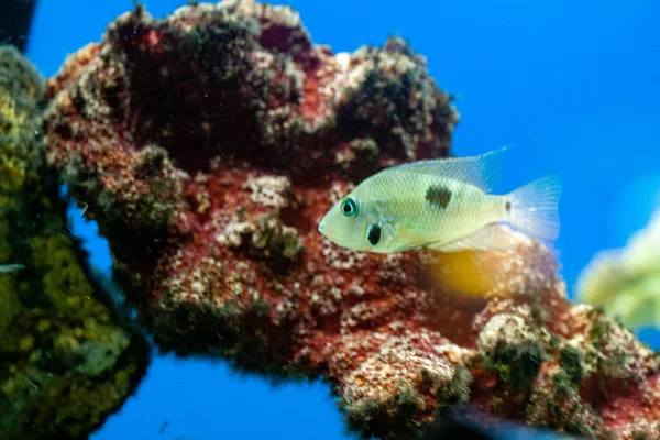 Poisson exotique tropical mauve Chirurgien à nageoires jaunes — Photo