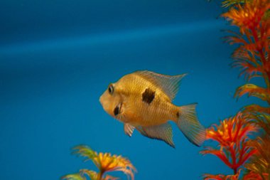 Egzotik tropikal balık mor Yellowfin cerrahbalığı