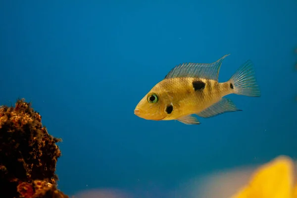 Peixes tropicais exóticos roxo Yellowfin cirurgião peixe — Fotografia de Stock