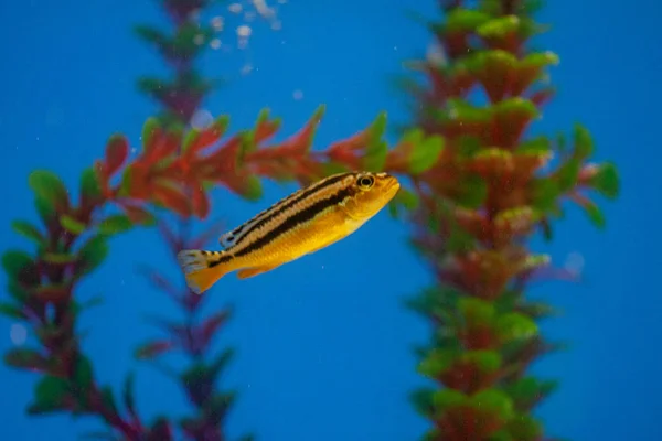 Peces tropicales exóticos púrpura Cirujano aleta amarilla —  Fotos de Stock