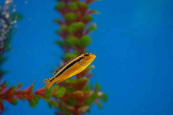 Poisson exotique tropical mauve Chirurgien à nageoires jaunes — Photo