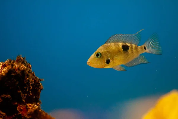 Peces tropicales exóticos púrpura Cirujano aleta amarilla —  Fotos de Stock