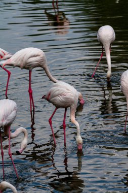 flamingo ailesinin pembe flamingo roseus