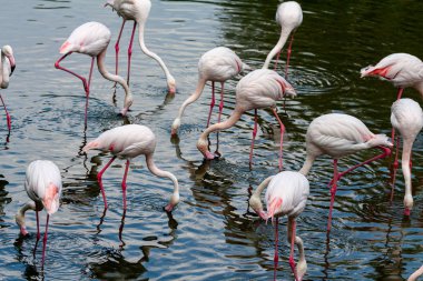 flamingo ailesinin pembe flamingo roseus