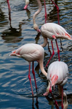 flamingo ailesinin pembe flamingo roseus