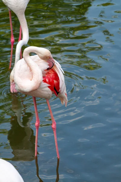 El rosa flamenco rosado de la familia flamingo — Foto de Stock