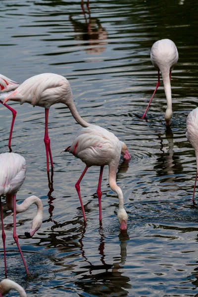 the pink flamingo roseus of the flamingo family