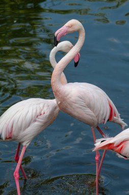 flamingo ailesinin pembe flamingo roseus