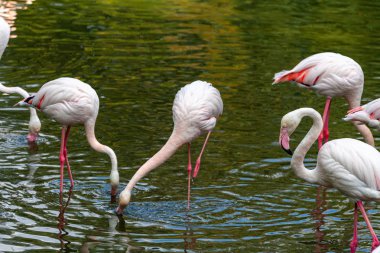 flamingo ailesinin pembe flamingo roseus